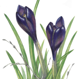 Crocus