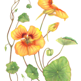 Nasturtium