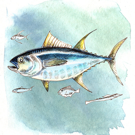 Yellowfin tuna