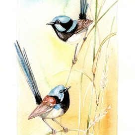 Painted fairywren