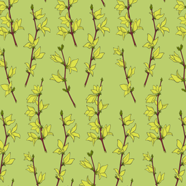 Forsythia