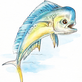 Coryphaena, dolphin fish