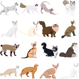 "Cat breeds". Vector clipart set