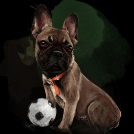 French bulldog football player