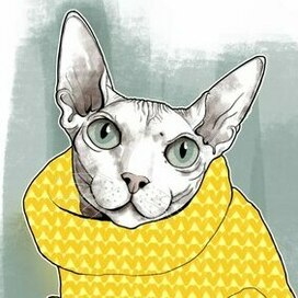 Sphinx cat wearing sweater 