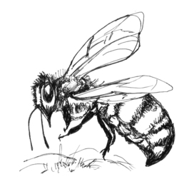 bee drawing