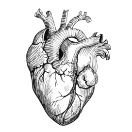 Human Heart drawing