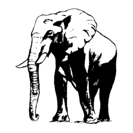 elephant on a white background