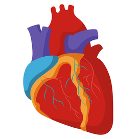 Human heart anatomy