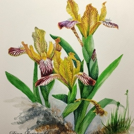 Ирис пестролистный (Iris variegata)