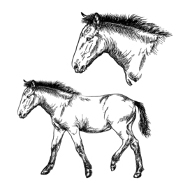 Foal