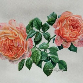 Roses. Realistic watercolor illustration