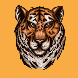 tiger illustration