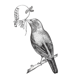  Thrush. Graphic illustration.