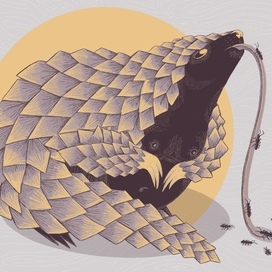 Pangolin