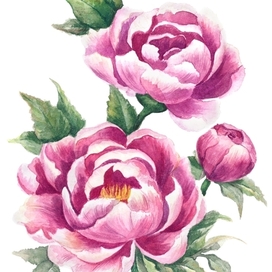 Peony watercolor