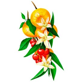 Tangerine branch with cherries