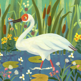 Siberian crane