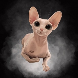 The sphinx cat