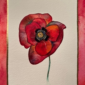 Red Poppy