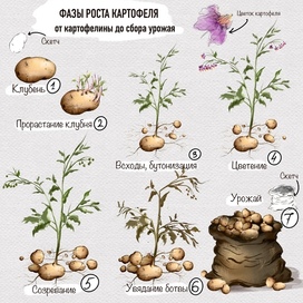 Botanical illustration. Phases of Potato Growth