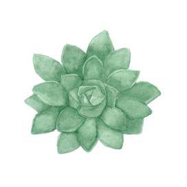 Succulent №3