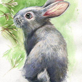 rabbit