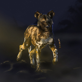 Wild african dog digitally