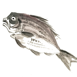 Dorada fish