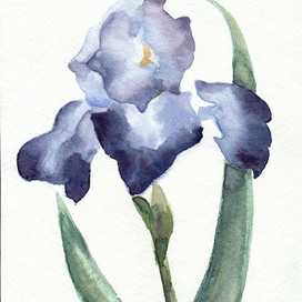  Iris