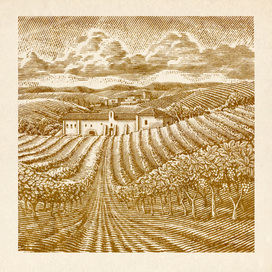 Vineyard