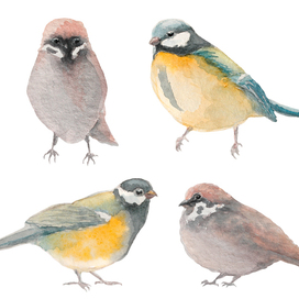 Small birds