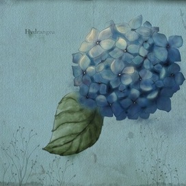 Hydrangea