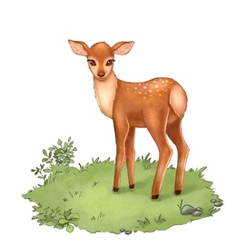 A fawn in forest clearing