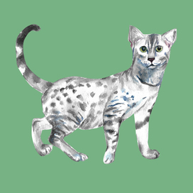 Egyptian mau cat