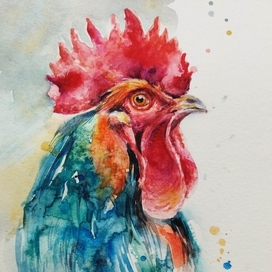 The  rooster 