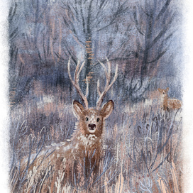 Deers on the forest edge