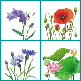 Flowers (lotus, poppy, bellflower, cornflower)