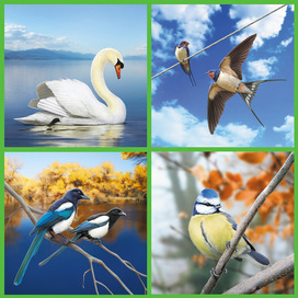 Birds (swan, swallow, magpie, bluetit)