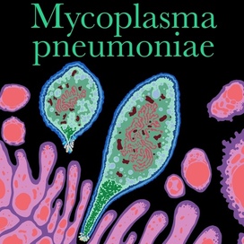 Mycoplasma pneumoniae