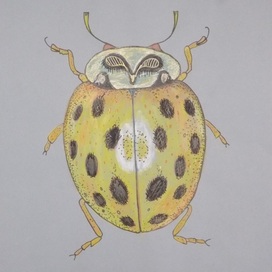 Yellow Ladybug