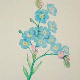 Forget-me-not flower