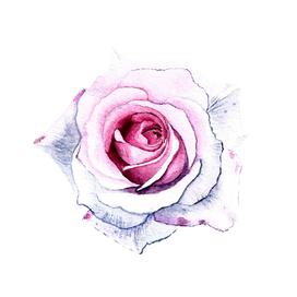 Watercolor rose