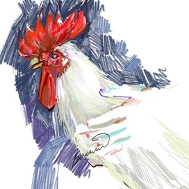 Sketch of a rooster