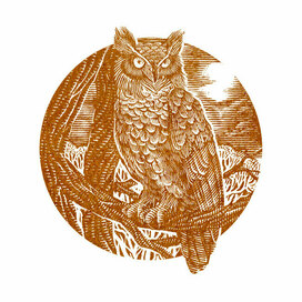 Owl engrave style illustration