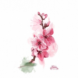 Sakura blossom