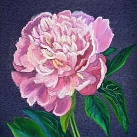 Pink Peony