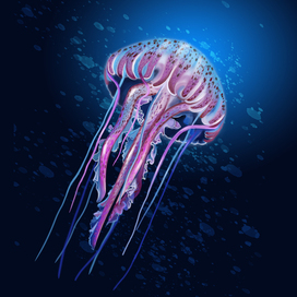 Jellyfish