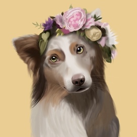 Portrait border collie 