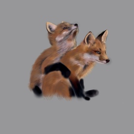 Two little foxs